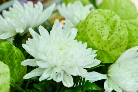 Pink and white daisies flowerの写真素材