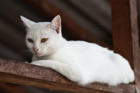 White cat portraitの写真素材