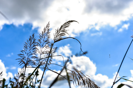 Meadow grass in back light of sunの写真素材