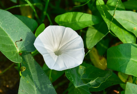 Morning glory flowerの写真素材
