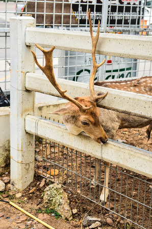 Deer in cage in zooの写真素材