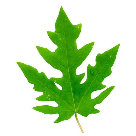 Papaya leaf isolated on white background.の写真素材