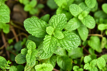 Pepper mint in vegetable gardenの写真素材