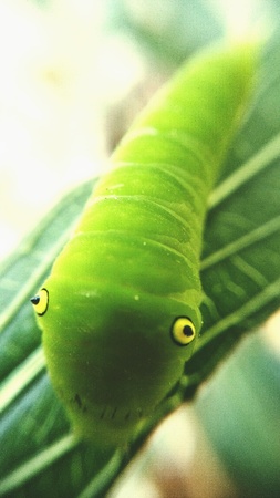 Big Green worm on leafの素材