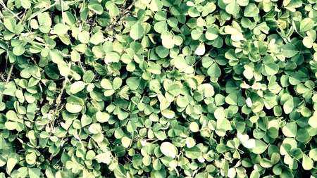 Green leaf backgroundの素材