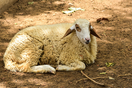 Sheep in farmの写真素材
