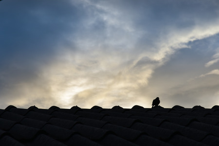 Birds on the roofの写真素材