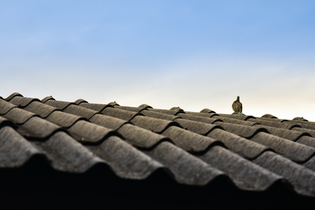 Birds on the roofの写真素材