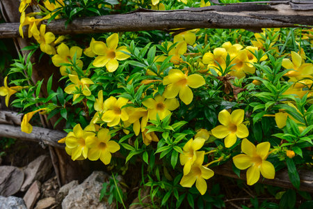Yellow flowers growing along fence in garden