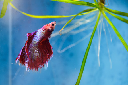 Colorful battle fishの写真素材