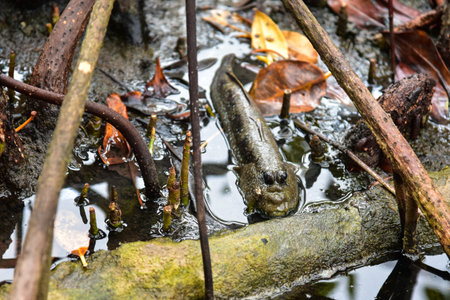 Mudskipperの写真素材