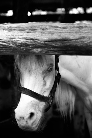 Beautiful white horse in paddockの写真素材
