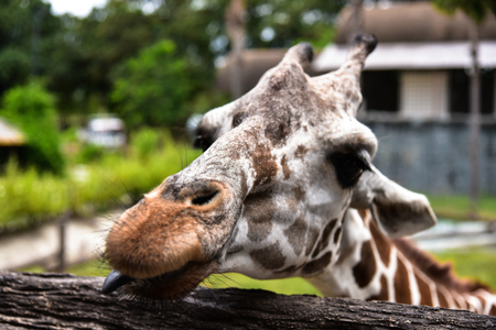 Giraffeの写真素材