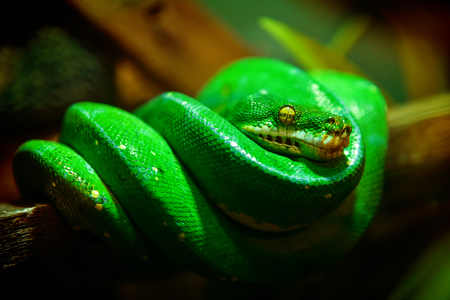 Close up portrait a green snake on the branchの写真素材