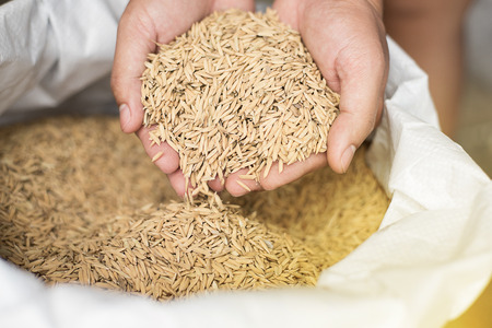 Hand carries Paddy, Hold Paddy Rice on Threshing bag, harvest season in agriculture business.の写真素材