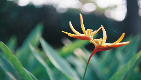 flowerの写真素材