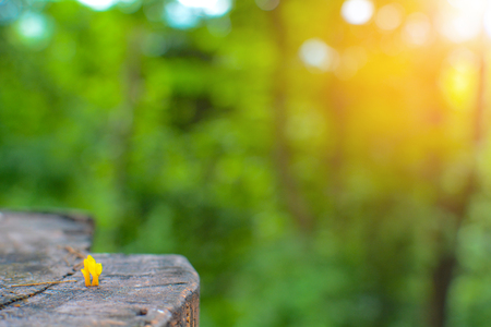 Yellow Mushroom Growing on a Wood, nature tree mountains and blue sky.の写真素材