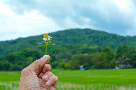 hand holding small flower, nature tree mountains and blue sky.の写真素材