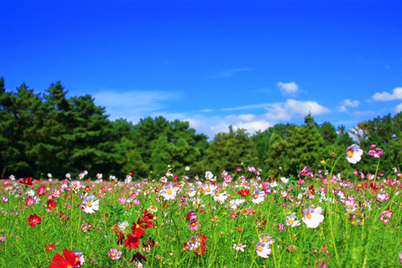 It is a beautiful scenery of Suwoo-bong in Jeju Island.の写真素材