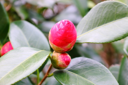 It is a beautiful figure of camellia.の写真素材