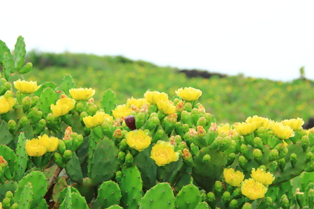 It is a beautiful figure of a palm cactus flower.の写真素材