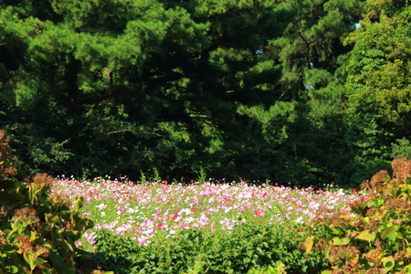 It is a beautiful scenery of cosmos that bloomed in the Jeongju-san historical siteの写真素材