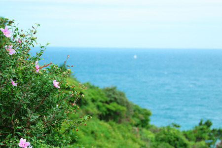 It is a beautiful scenery of Mugunghwa on Jeju beach.の写真素材
