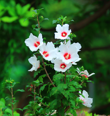 It is a beautiful image of the Korean chrysanthemum, Mugunghwaの写真素材