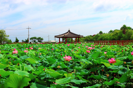 It is the appearance of a lotus flower that bloomed in the Jeju softening pond.の写真素材