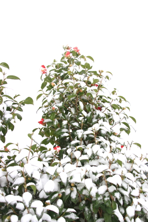winter scenery of Jeju background.の写真素材