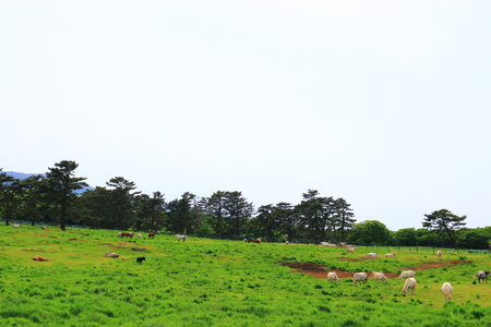 It is beautiful scenery of Jeju horse ranchのeditorial素材