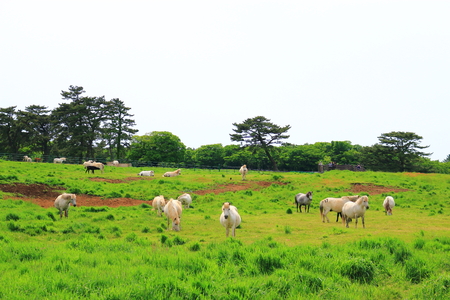 It is beautiful scenery of Jeju horse ranchのeditorial素材
