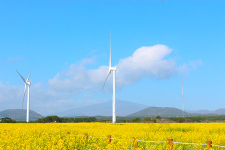 Wind generator, rape flower