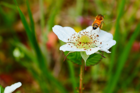 It is a flower in spring.の写真素材