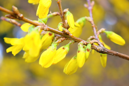 Forsythia koreana, forsythiaの写真素材