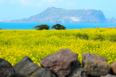 It is spring scenery of tourist spot "Seopjikoji" in Seogwipo of Jeju Island.の写真素材