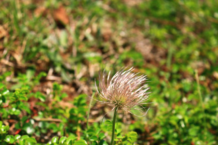 Pulsatilla koreana is