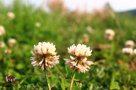 It is "Trifolium repens".の写真素材