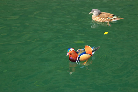 waterfowl in lakeの写真素材