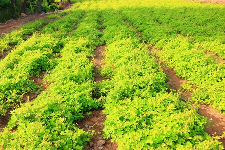 This is a barley field in Jeju.の写真素材