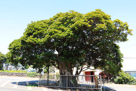 beautiful spring landscape in the rural villages of Jeju.の写真素材