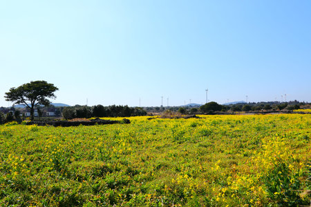 beautiful spring landscape in the rural villages of Jeju.