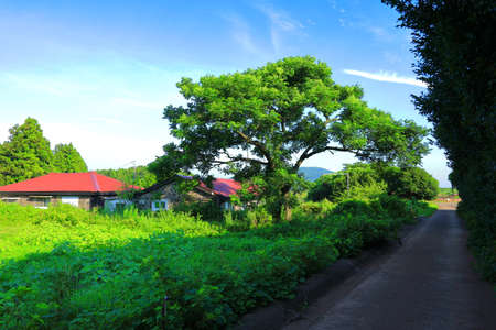 beautiful landscape of rural Jeju Island.の写真素材