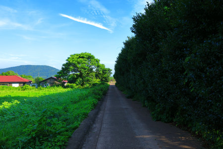 It is a beautiful cedar road in rural Jeju Island.の写真素材
