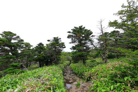 This is the summer scenery of Seongpanak Course in Hallasan Mountain in Jeju Island.のeditorial素材