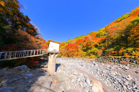 This is the autumn scenery of Cheonya Valley in Hallasan Mountain, Jeju Island, where the autumn...