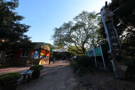 beautiful autumn landscape of Bijarim Forest in Jeju Island.のeditorial素材
