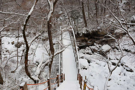 It is a beautiful winter landscape of Hallasan Mountain in Jeju Island.の写真素材