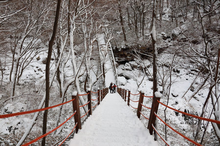 It is a beautiful winter landscape of Hallasan Mountain in Jeju Island.のeditorial素材