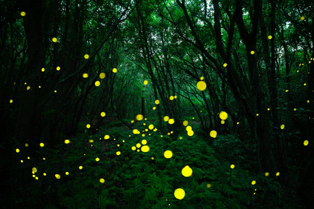 In Gotjawal Forest, a famous tourist attraction on Jeju Island, South Korea, fireflies create a...